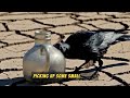 the crow and the pitcher learn english story