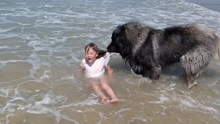 Four Legged Lifeguard | Funniest Pets Of The Week
