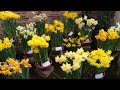 tulips in holland at lenteflora lisse part 3 19 feb 2016