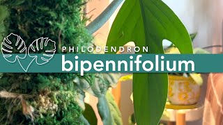 Propagating my Philodendron bipennifolium (Horsehead) 👨‍🌾✂️🪴