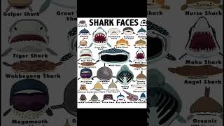 | Shark faces | PART 8 | ‎@animalfaces95 