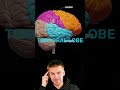 Brain lobes: overview