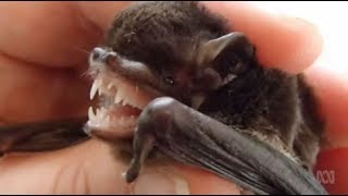 She can eat up to a thousand insects a night: Using Australian microbats against agricultural pests