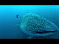 Gigantic whale shark casually swims up to inspect scuba diver