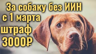 За СОБАКУ БЕЗ ИИН с 1 марта штраф!