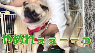 耳掃除にブチ切れて大暴れのパグ犬 rampaging pug