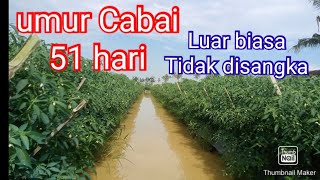 Perkembangan Cabai Umur 51 Hari Lahan Tidak Dibongkar