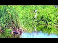 most beautiful colorful bird in the earth in 4k video ultra hd demo unbelievable wildlife nature 8k