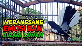 terapi dasar buat kacer bahan agar cepat bunyi dan selalu gacor