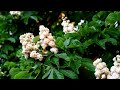 white chestnut மலர் தீர்வுகள் flower remedies in tamil life coach dr fatima