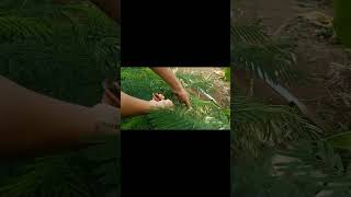 Pruning climbing wattles plant