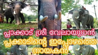 പ്ലാക്കാട് ശ്രീ വേലായുധൻ full story പ്ലക്കാടിന്റെ നായകൻ(plakad sree velayudan \