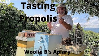 Tasting Propolis Chewing it like Gum