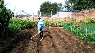 东北种植秋白菜和大萝卜，什么时间种植好，农村媳妇是这么说的