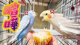 【セキセイとオカメの姉弟】みかんで理不尽な目に遭うインコ🦜💢🦜