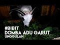 Inilah Bibit Anakan Domba Adu Garut Unggulan Daily Vlog Sukses Beternak Domba