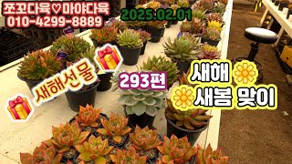 #쪼꼬다육 #2025.02.01#293편#🌼새해 ,🌼새봄맞이#🎁새해선물🎁#봄이 오고있어요~^^