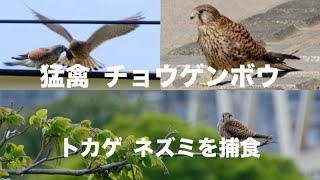 野鳥撮影 チョウゲンボウ トカゲやネズミ捕食 XF70-300