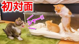 初対面！２匹の新入り子猫に激おこな先住猫がこちら！【保護猫】