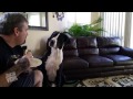 Great Danes Beg For Sandwich | Linda Listen