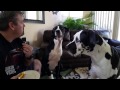 Great Danes Beg For Sandwich | Linda Listen