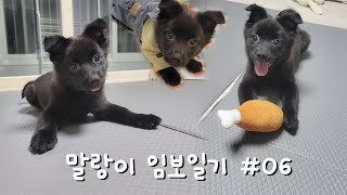 말랑이 임보일기 #06 ㅣ신발도둑 아기강아지 빗질 강아지젤리 사회화훈련 ㅣ 1인가구 임시보호 브이로그ㅣ #유기견임시보호 #유기견 #유기견임보 #강아지 #vlog