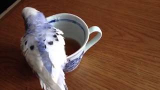 インコと麦茶