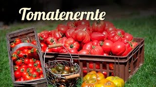 Sommer | Tomaten anbauen, Tomaten ernten in Zeitraffer Teil 4/4 | GARTEN