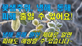 [초보농부반] 꽃샘추위 냉해 동해 피해 줄일 수 있어요! 원인 제대로 알면 피해도 예방할 수 있답니다