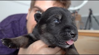 Puppies open their Eyes for the First Time!