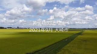 黄金色の田んぼ｜2021.9｜宮城県大崎市