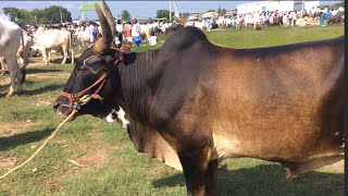 single ox sale ఎద్దు అమ్మకానికి అయిజ సంత లో  |  Ieeja bull market | అయిజ సంత Telangana market