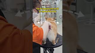 Hướng dẫn cắt tỉa lông corgi tại nhà cực đơn giản cùng Spa thú cưng VuiPet