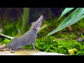 Etruscan Shrew (The World's Smallest & Hungriest Mammal)