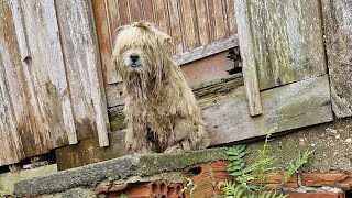 He Was Found Waiting in Front of the House Where He Used to Live