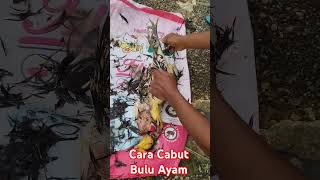 Cara Cabut Bulu Ayam | Tradisi Kuno #tutorials