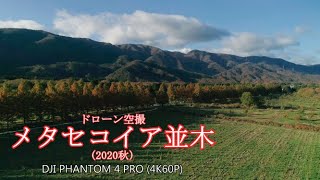 ドローン空撮　メタセコイア並木　(2020秋)　DJI PHANTOM 4 PRO (4K60P)