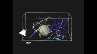 Dislocations interacting with precipitate - interpretation