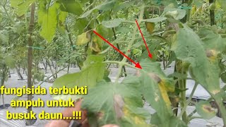 hasil penyepraian kemarin ...fungisida ini terbukti ampuh untuk busuk daun pada tomat