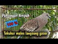 Pancingan TEKUKUR GACOR Memanggil kawan TERBARU 2024 cocok untuk pancingan burung males bunyi