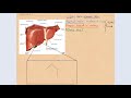 Classical Hepatic Lobule