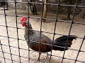 grey junglefowl