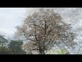 与市郎桜　里見の一本桜（千葉県市原市）2024年4月11日　