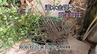 小伙刚刚挖回来的灌木金弹子原生母庄，很多一本丛林，绝对新鲜，有喜欢的朋友请评论区留言！