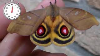 Red Moth Eyespots: Hyperchiria incisa bicolor - One minute life cycle - Amazing Saturniidae