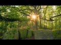 🌳 4K - Relaxing Nature Sounds For Stress Relief, Forest Sounds, Bird Song