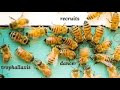 How Smart are Honey Bees? Bruce Malone. Origins. Creation Evidence.