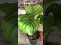 Calathea Orbifolia!!                               #shorts #reels #calathea