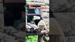 二二看看窗户里谁在 #panda #大熊猫 #一方水土养一方熊猫 #cute #熊