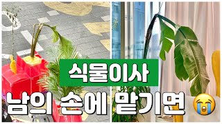 식물이사 하는 날 ㅠ ㅠ (가내 수공업 VS 포장이사)